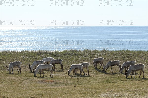 Reindeer (Rangifer tarandus) graze in the tundra