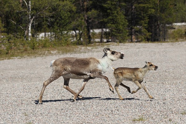 Reindeer (Rangifer tarandus)