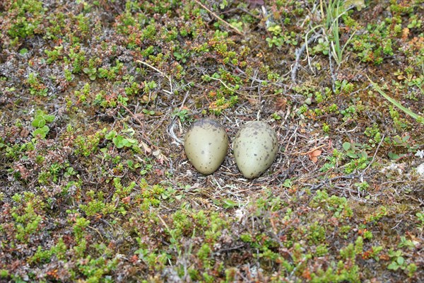 Arctic skua (Stercorarius parasiticus)
