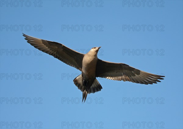 Arctic skua (Stercorarius parasiticus)