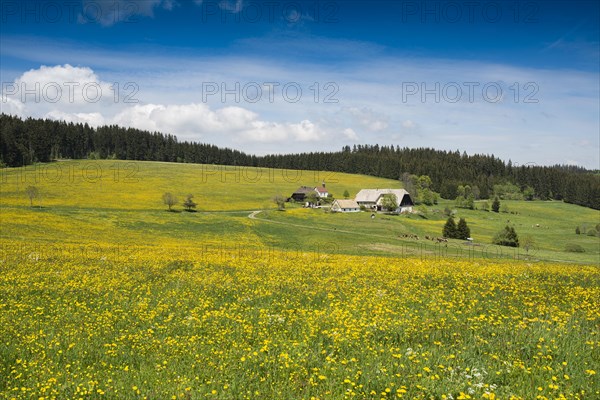 Meadows blooming and Schwarzenbach farm