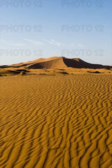 Sand dunes in morning light