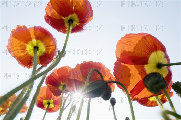 Iceland poppy (Papaver nudicaule)