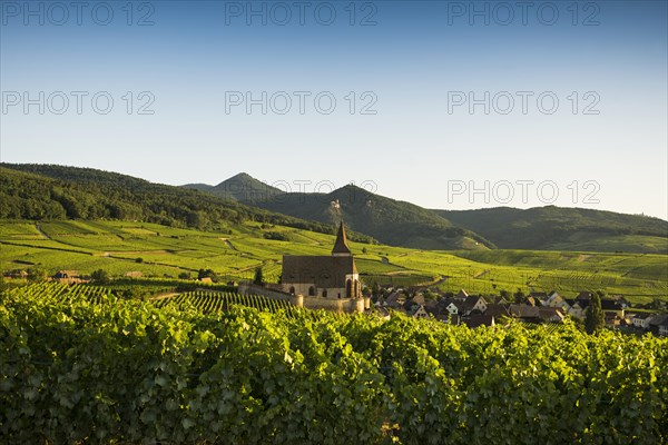 Church within the vineyards