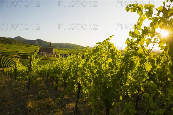 Church within the vineyards