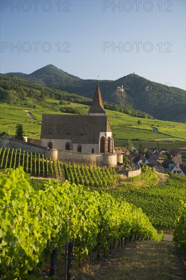 Church within the vineyards