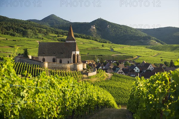 Church within the vineyards