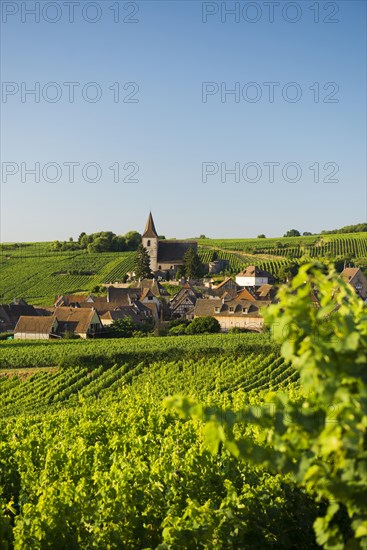 Village in the vineyards