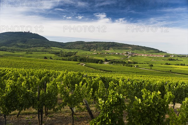 Village in the vineyards