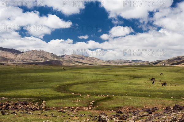 Plateau with horses and mules