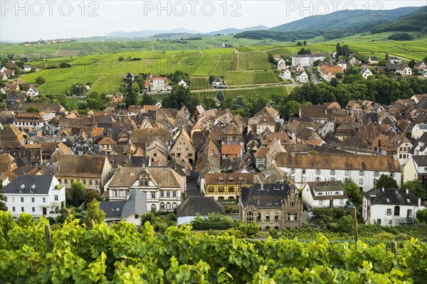 Village in the vineyards