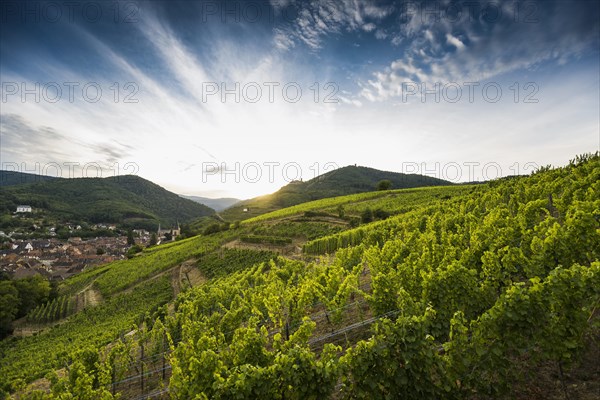 Village with castle ruins in the vineyards