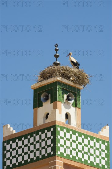 White stork (Ciconia ciconia)