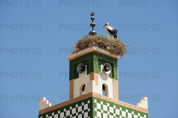 White stork (Ciconia ciconia)