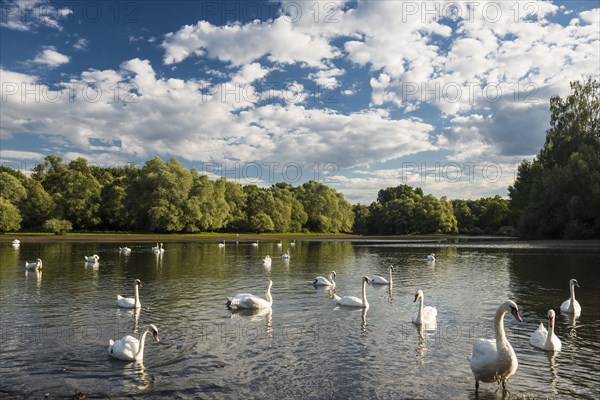 Swans (Cygnus sp.)