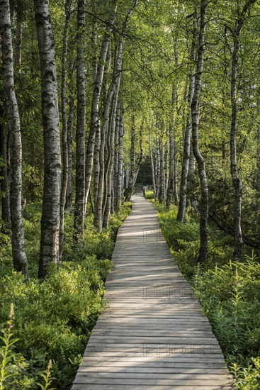 Wooden path