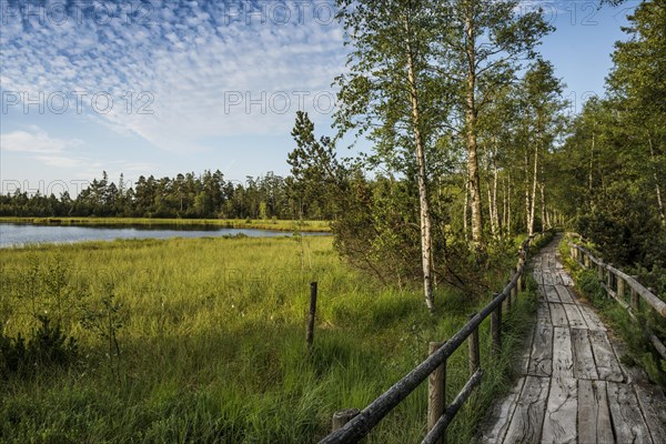 Wooden path