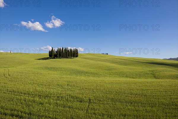 Cypress trees in cornfield at San Quirico d'Orcia