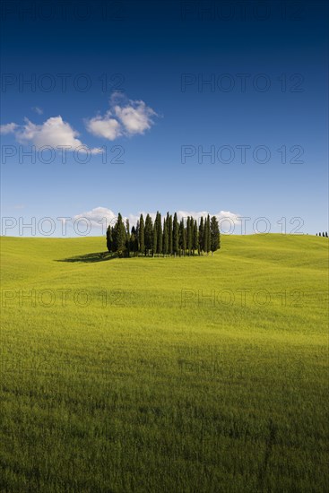 Cypress trees in cornfield at San Quirico d'Orcia