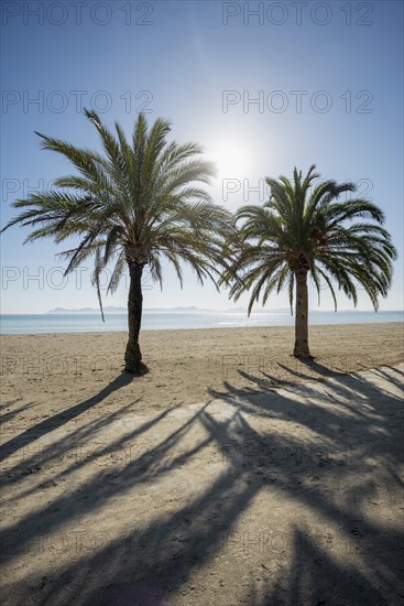 Beach with palm trees