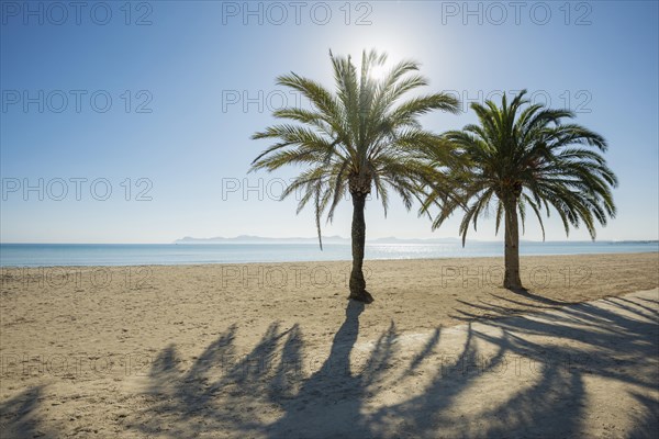 Beach with palm trees