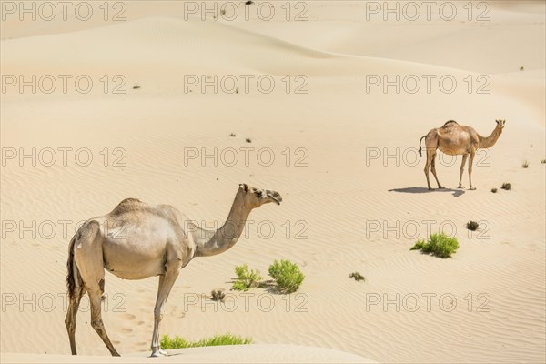 Dromedaries (Camelus dromedarius) in sand dunes