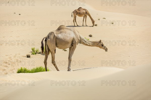 Dromedaries (Camelus dromedarius) in sand dunes