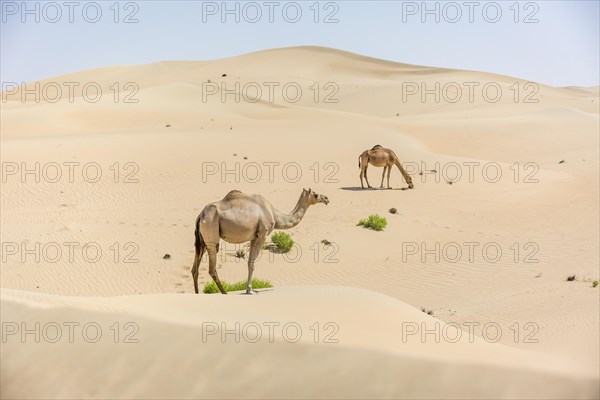 Dromedaries (Camelus dromedarius) in sand dunes