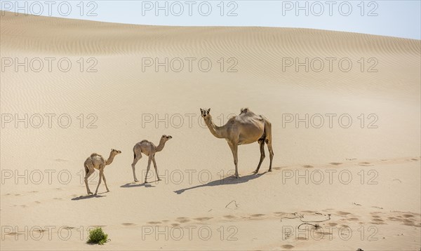 Dromedary (Camelus dromedarius) with young in sand dunes