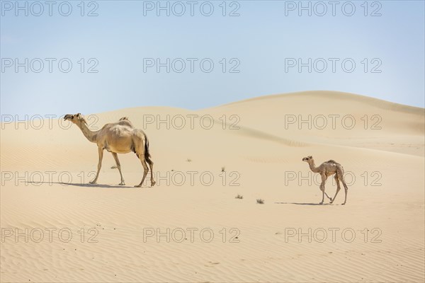Dromedary (Camelus dromedarius) with young in sand dunes