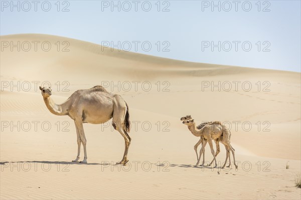 Dromedary (Camelus dromedarius) with young in sand dunes