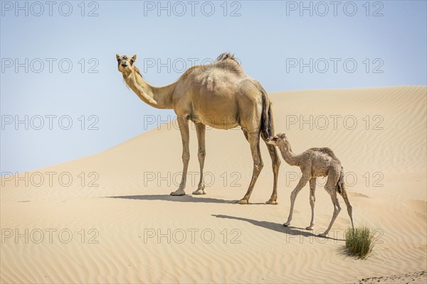 Dromedary (Camelus dromedarius) with young in sand dunes