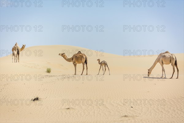 Dromedaries (Camelus dromedarius) with young in sand dunes