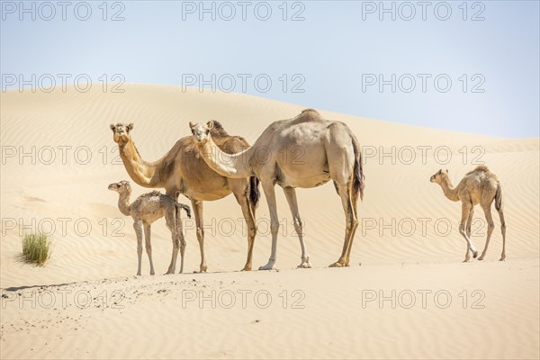Dromedaries (Camelus dromedarius) with young in sand dunes