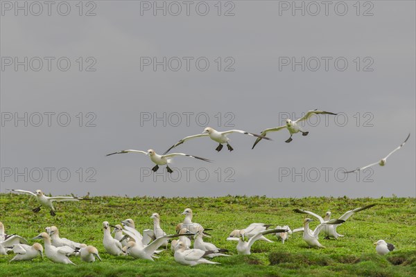 Northern gannets (Morus bassanus) landing on cliff and plucking plants for nest-building