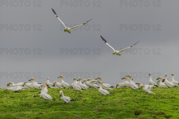 Northern gannets (Morus bassanus) landing on cliff and plucking plants for nest-building