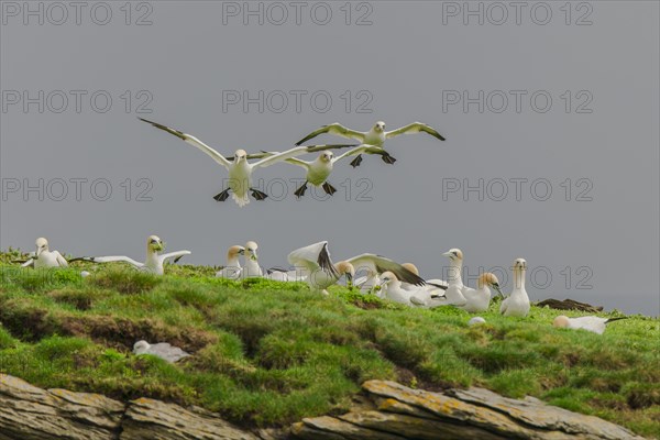 Northern gannets (Morus bassanus) landing on cliff and plucking plants for nest-building