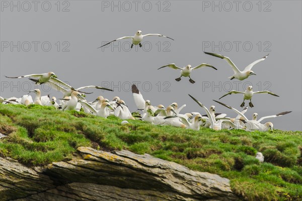 Northern gannets (Morus bassanus) landing on cliff and plucking plants for nest-building