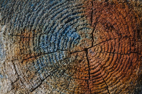 Discoloration on driftwood