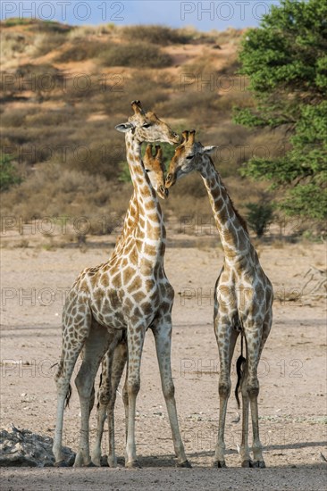 Giraffe (Giraffa camelopardalis)