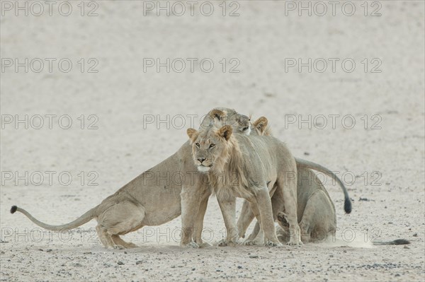 Lion (Panthera leo)