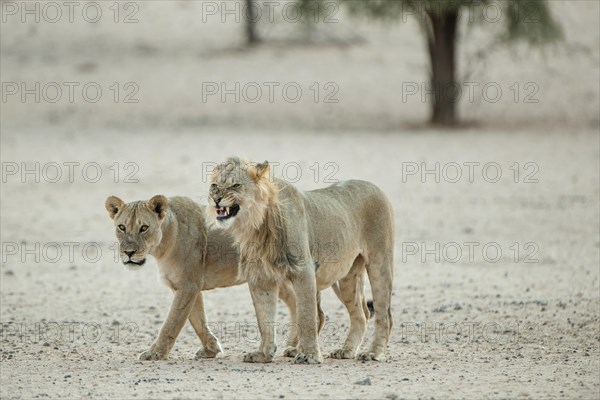 Lion (Panthera leo) couple