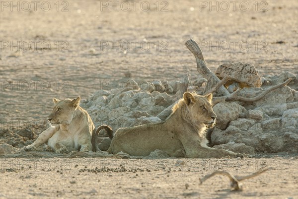 Lions (Panthera leo) resting at a waterhole