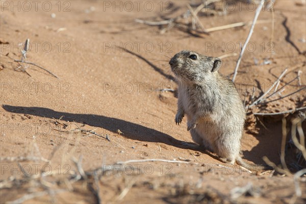 Brants's whistling rat (Parotomys brantsii) in front of its den