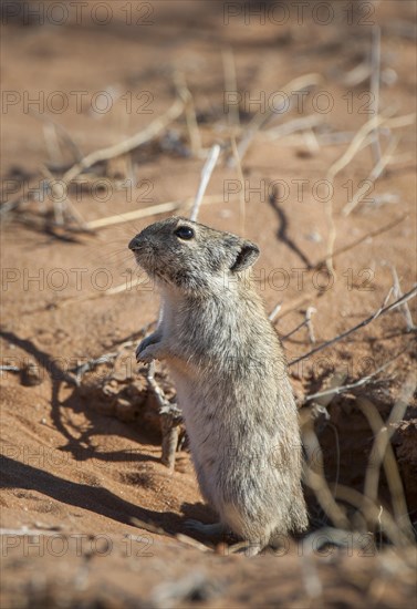 Brants's whistling rat (Parotomys brantsii) in front of its den