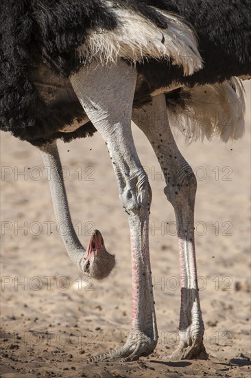 Ostrich (Struthio camelus) hangs his head