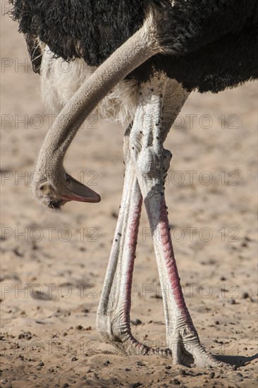 Ostrich (Struthio camelus) looking between his legs