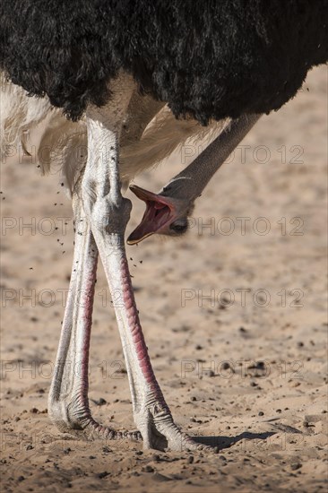 Ostrich (Struthio camelus) calls with head down
