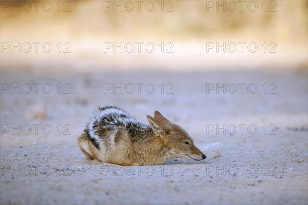 Black-backed jackal (Canis mesomelas) crouching on the ground