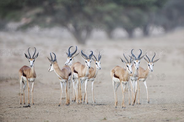 Springbok (Antidorcas marsupialis)